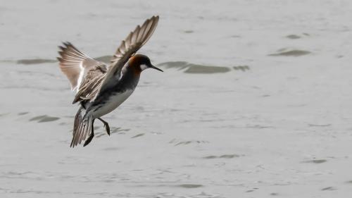 Spitzbergenreise-2018-065