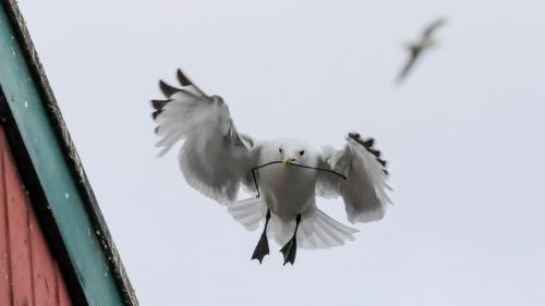 Spitzbergenreise-2018-111