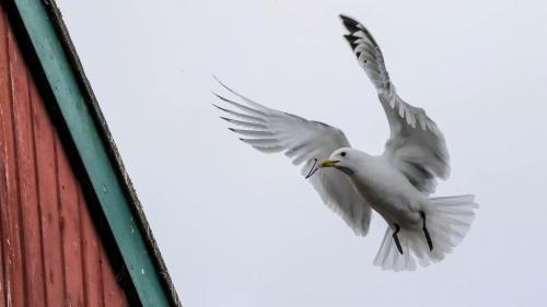 Spitzbergenreise-2018-112