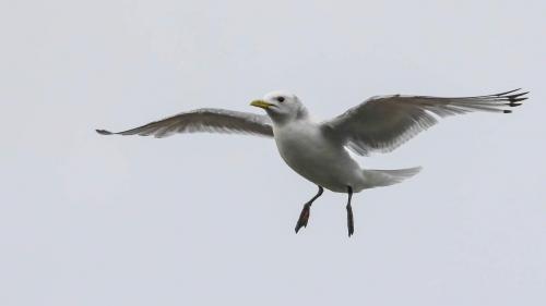 Spitzbergenreise-2018-113