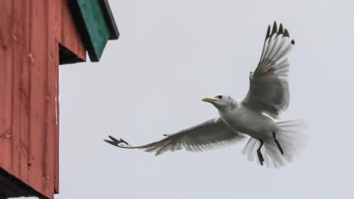 Spitzbergenreise-2018-114