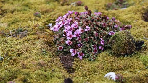 Spitzbergenreise-2018-156