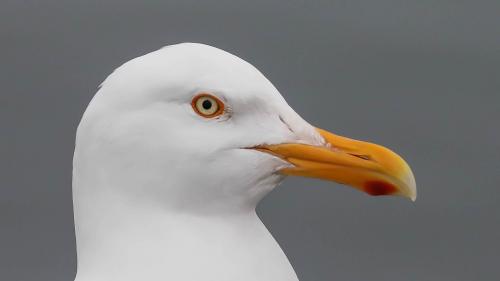 Spitzbergenreise-2018-169