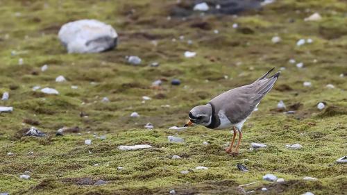 Spitzbergenreise-2018-170