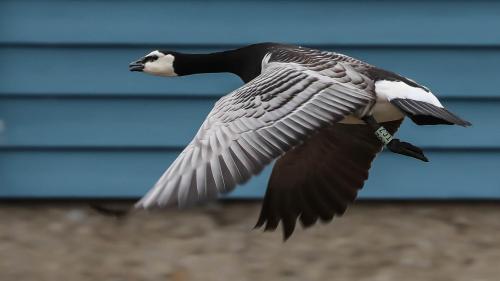 Spitzbergenreise-2018-171