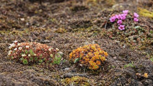 Spitzbergenreise-2018-173