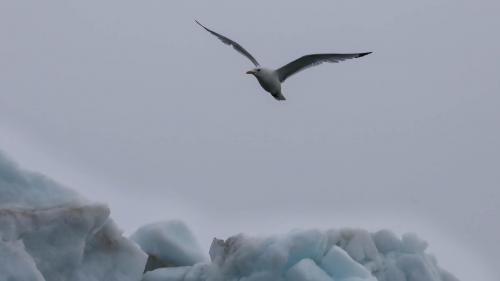 Spitzbergenreise-2018-180