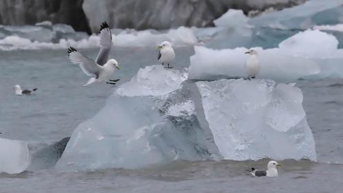 Spitzbergenreise-2018-183