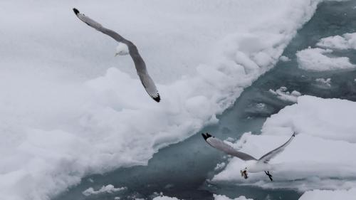Spitzbergenreise-2018-191