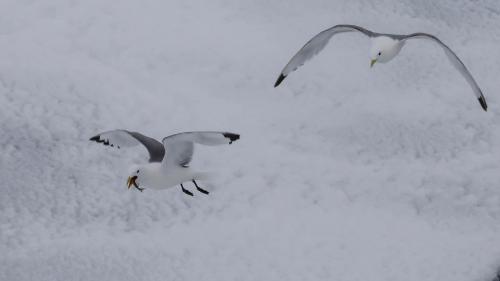 Spitzbergenreise-2018-192