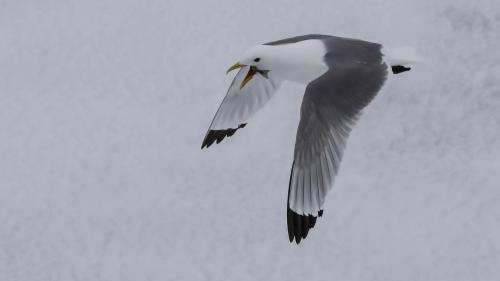 Spitzbergenreise-2018-193