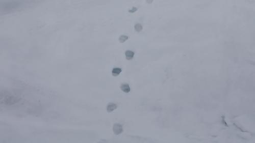 Spitzbergenreise-2018-195