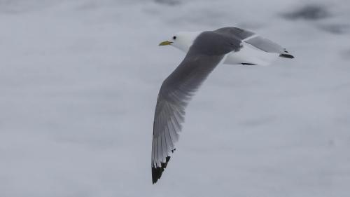 Spitzbergenreise-2018-197