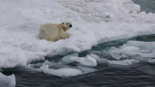 Spitzbergenreise-2018-199