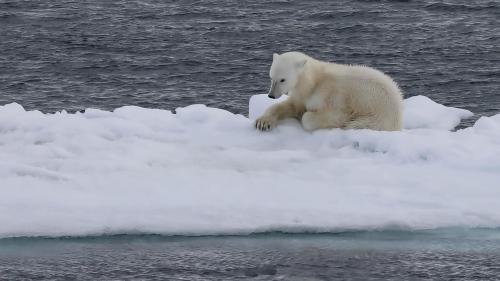 Spitzbergenreise-2018-201