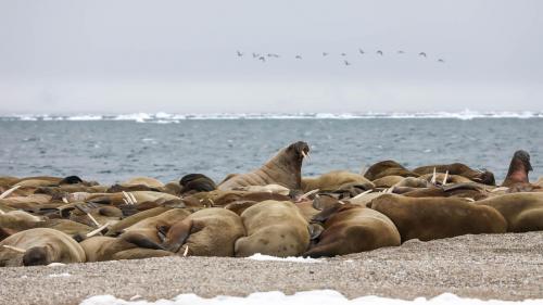 Spitzbergenreise-2018-203
