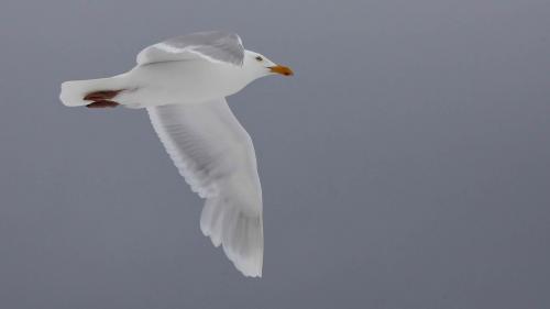 Spitzbergenreise-2018-204