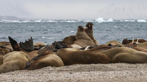 Spitzbergenreise-2018-205