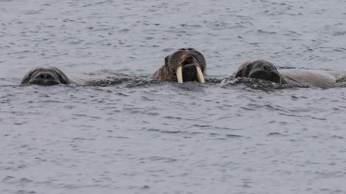 Spitzbergenreise-2018-207