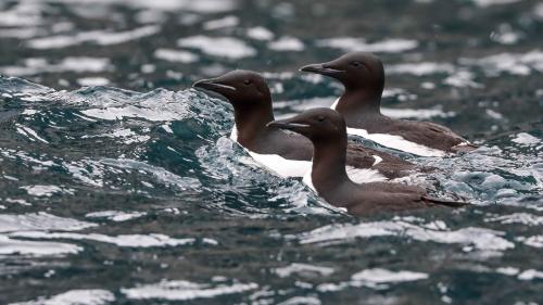 Spitzbergenreise-2018-210