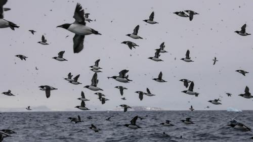 Spitzbergenreise-2018-211