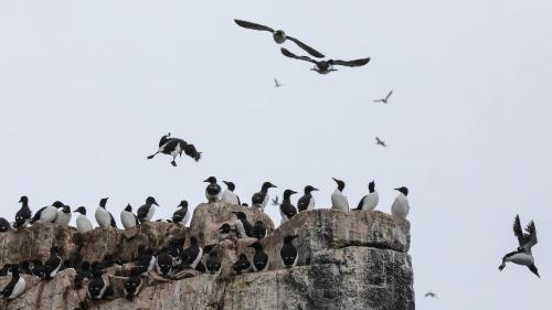 Spitzbergenreise-2018-212