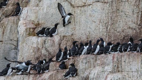 Spitzbergenreise-2018-214