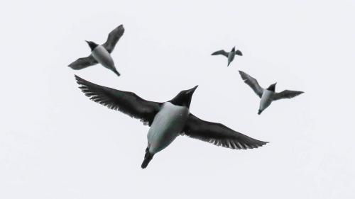 Spitzbergenreise-2018-215