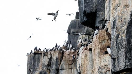 Spitzbergenreise-2018-216