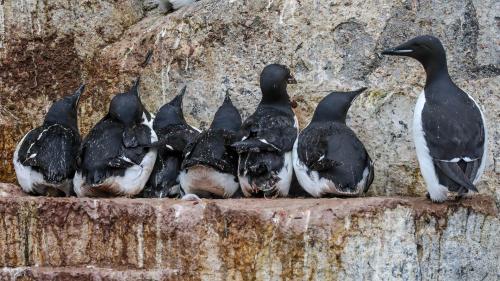 Spitzbergenreise-2018-217