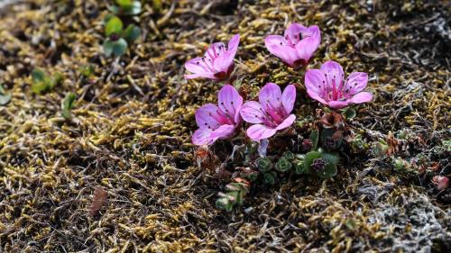 Spitzbergenreise-2018-223