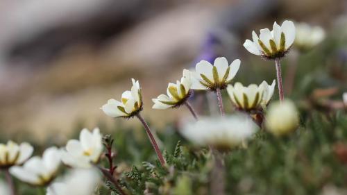 Spitzbergenreise-2018-234