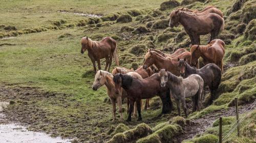 Islandpferde