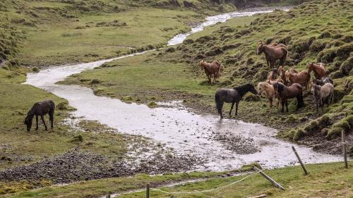 Islandpferde