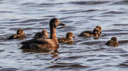 Reiherente mit Kücken