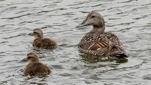 Eiderente mit Kücken