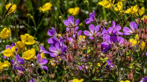 Storchschnabel und Butterblumen
