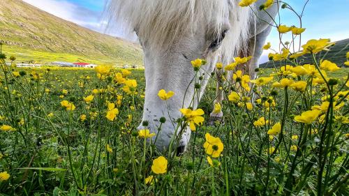 Islandpferd in Heydalur