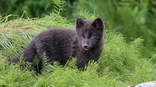 kleiner Polarfuchs in Heydalur
