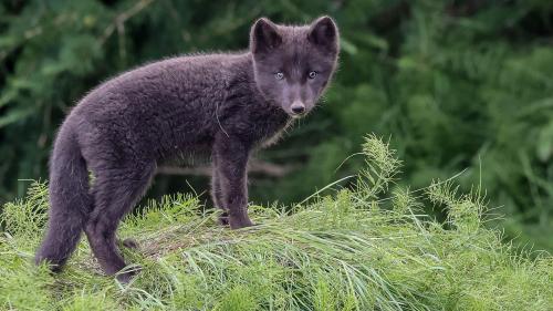 kleiner Polarfuchs in Heydalur