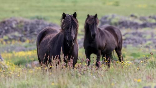 Islandpferde in Heydalur