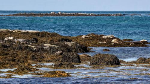 Seehunde im Skötufjördur
