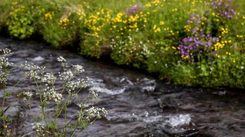 Bach an unserem Campingplatz in Isafjördur