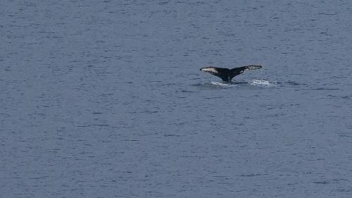 Abtauchender Buckelwal