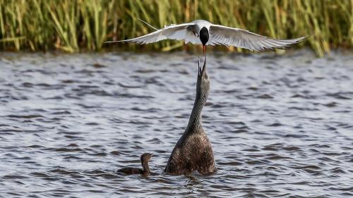 Angriff einer Küstenseeschwalbe auf einen Sterntaucher