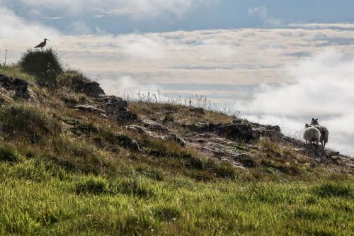 Die Wächter des Tales