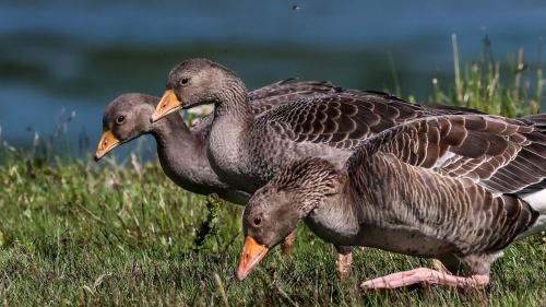 Graugänse  bei Blönduós