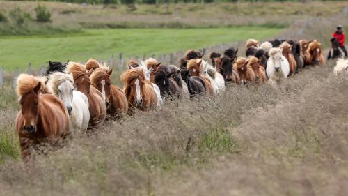 Islandpferde - Trieb auf neue Weide