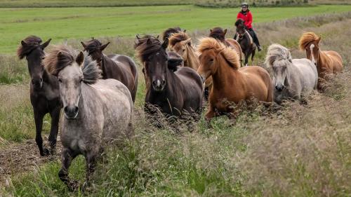 Islandpferde - Trieb auf neue Weide