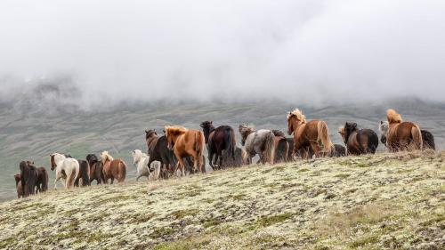 Islandpferde - Trieb auf neue Weide